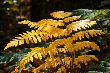 Sticker - Close-up of vibrant yellow autumn fern fronds in a dark forest.