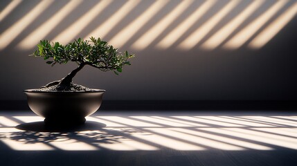 Fototapete - Small bonsai tree in a dark pot, sitting on a wooden floor with sunlight streaming through blinds.