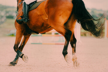 Wall Mural - A beautiful bay horse with a long, dark tail gallops in a show jumping competition on a sunny summer day. The horse is being ridden by a skilled rider.