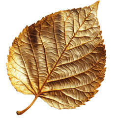 Poster - A detailed close-up image shows a single, gold-leafed leaf against a white backdrop.