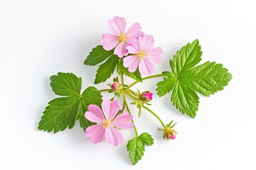 Delicate Pink Blossoms: Spring Floral Design Element on White cute soft card plant green sweet fresh