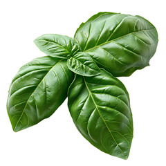 fresh green basil leaves culinary herb sprig isolated transparent background