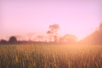 Wall Mural - Meadows During Sunrise Morning Light Nature Background