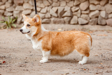 Canvas Print - Cute funny Welsh Corgi puppy on a leash on a summer walk on the grass