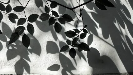 Aufkleber - Dark foliage casting dramatic leaves shadows against white textured wall, forming geometric natural silhouette pattern video 4k