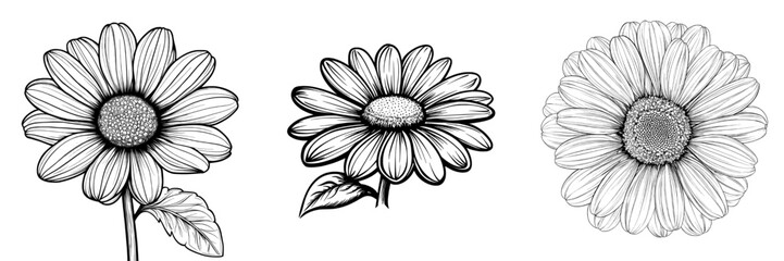 Poster - beautifully isolated, black and white daisy flower perfect for wedding, birthday, valentine's day, m