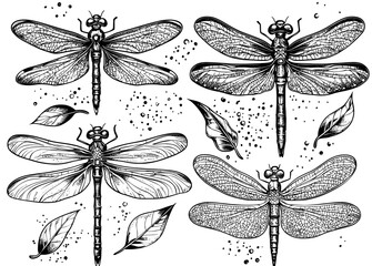 Wall Mural - A set of dragonfly icons showcasing different engraving styles, vintage insect illustrations with line sketches, crisp contours, and detailed wings, ideal for nature sketches and botanical art