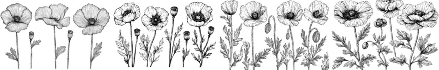 Wall Mural - A collection of poppy flower engravings on a white background, showcasing beautiful, intricate, and unique floral designs, handcrafted into elegant graphics with vibrant blooms