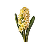 Yellow Hyacinth Blooms: A close-up botanical illustration of a vibrant yellow hyacinth flower, showcasing its delicate petals and lush green leaves, a symbol of spring's arrival.
