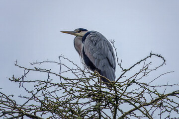 Wall Mural - grey heron ardea cinerea perched on the top on a tree