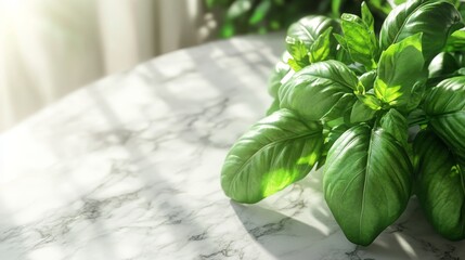 Wall Mural - basil leaves on a marble table