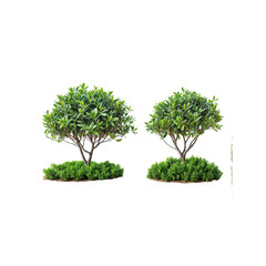 Twin Trees: A serene scene of two identical, vibrant green trees. Perfectly manicured, they sit on small, carefully trimmed hedges. The trees, symbols of nature's symmetry, exude a sense of calm.