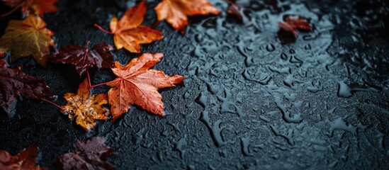 Poster - Vibrant Red and Orange Autumn Maple Leaves Resting on a Glossy Black Wet Surface with Copy Space for Creative Text Design