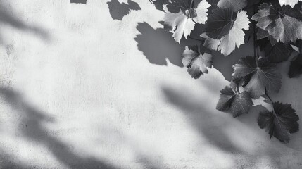 Aufkleber - Abstract gray shadows of grape leaves on a textured wall background creating a serene neutral nature concept with space for text.