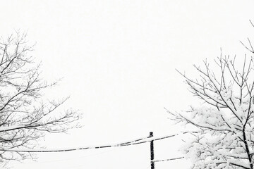 Canvas Print - Snow laden trees and utility lines under a winter sky