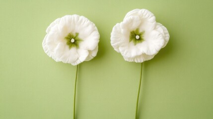 Poster - Delicate white cotton flowers with green accents positioned symmetrically against a light green background showcasing simplicity and natural beauty.