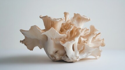 Poster - Turtulum mushroom showcasing delicate textures and natural forms set against a clean white background for culinary or botanical concepts