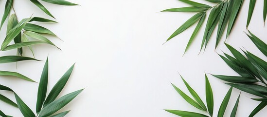 Poster - Green Bamboo Leaves Framed on White Background for Summer Decor and Healing Themes with Space for Text or Design Elements