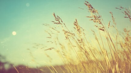 Poster - Abstract nature scene featuring tall grass swaying under a clear sky with soft sunlight creating a dreamy vintage atmosphere.