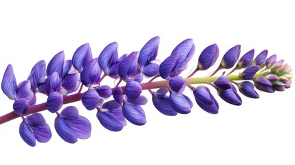 Poster - Lupine flower isolated on white background showcasing vibrant violet petals in a detailed close-up composition