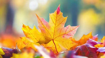 Aufkleber - Close-Up of Vibrant Yellow and Red Autumn Leaves on Soft-Focused Background in Nature's Colorful Fall Palette