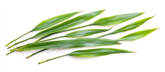 Poster - Lush Green Bamboo Leaves on White Background Ideal for Summer Nature Themes and Text Space for Wellness or Decoration Purposes