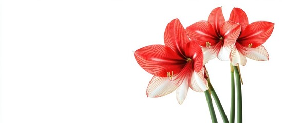 Poster - Vivid red and white amaryllis flowers elegantly arranged on a pristine white background, ideal for floral design and text overlay concepts.