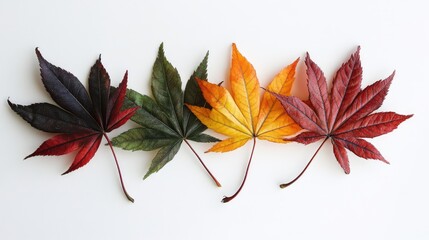 Poster - Colorful autumn foliage showcasing an array of vibrant maple leaves in shades of red, green, yellow, and orange arranged on a clean white background