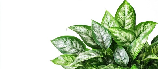 Aufkleber - Lush Aglaonema plant with vibrant green leaves on a clean white background showcasing natural beauty and indoor gardening appeal