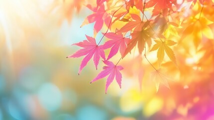 Poster - Vibrant autumn scene featuring multicolored maple leaves in soft focus with golden red hues and warm sunlight creating a serene fall atmosphere.