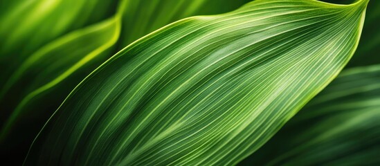 Poster - Lush Green Leaf Texture with Space for Text Perfect for Nature Themes and Backgrounds