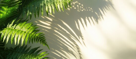 Poster - Lush Green Fern Leaves Creating Beautiful Shadows on Light Wall with Area for Custom Text or Graphics