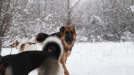 Wall Mural - winter activities. dogs walking in snowy forest, german shepherd running towards camera