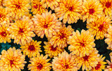 orange-red Korean chrysanthemum flowers