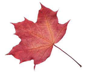 Poster - Autumn maple leaf red orange isolated on transparent background