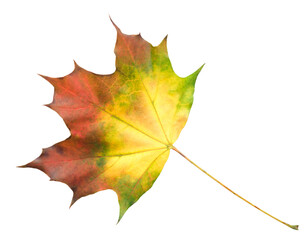 Poster - Autumn maple leaf red orange yellow green isolated on transparent background