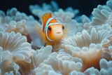 A clownfish peeking out from its anemone home in a vibrant coral reef