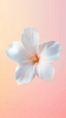 Wall Mural - Beautiful Isolated White Flower on Pastel Background