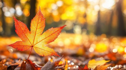 Wall Mural - Dewy maple leaf in autumn forest, sunlit background.