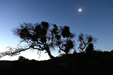 Wall Mural - silhouette of a tree at sunset