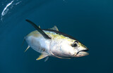 Yellowfin Tuna swimming in ocean
