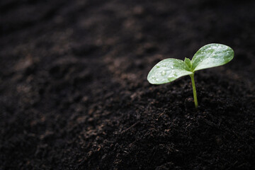 Wall Mural - Small sprout growing macro closeup