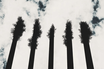 Wall Mural - A row of trees with their trunks cut off and their branches bare