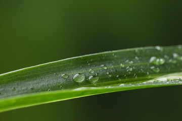 Wall Mural - plant with water drops on leaf against blurred background, macro view