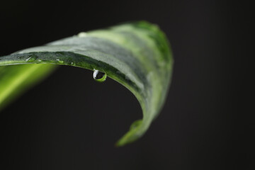 Wall Mural - plant with water drops on leaf against black background, macro view