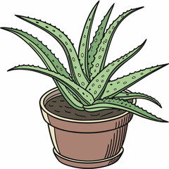 Sticker - aloe vera plant isolated on white