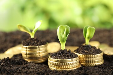 Wall Mural - Stacks of coins with green plants on soil against blurred background, closeup. Money growth concept