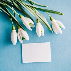 Poster - A minimalist spring design featuring snowdrop flowers on a vibrant blue background. Flat lay presentation