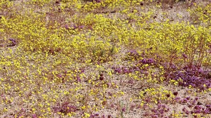 Wall Mural - A lavish lair of native wildflowers including Golden Linanthus, Leptosiphon Chrysanthus Subspecies Chrysanthus, profusely blooms during spring on an arroyo in the Eagle Mountains Desert.