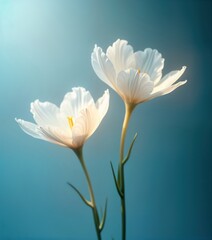 Poster - Two beautiful white flowers bloom against teal background. Delicate petals, stems create stunning floral image. Springtime serenity captured in unique design. Macro perspective flower structure.